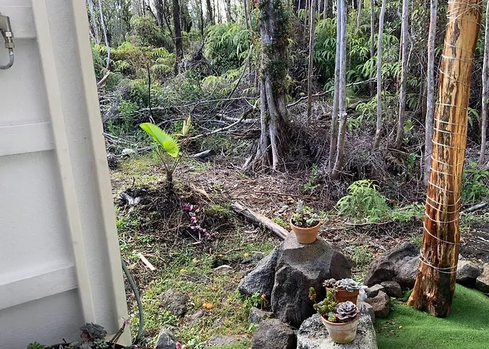 Majestic Banya Tree Cabin
