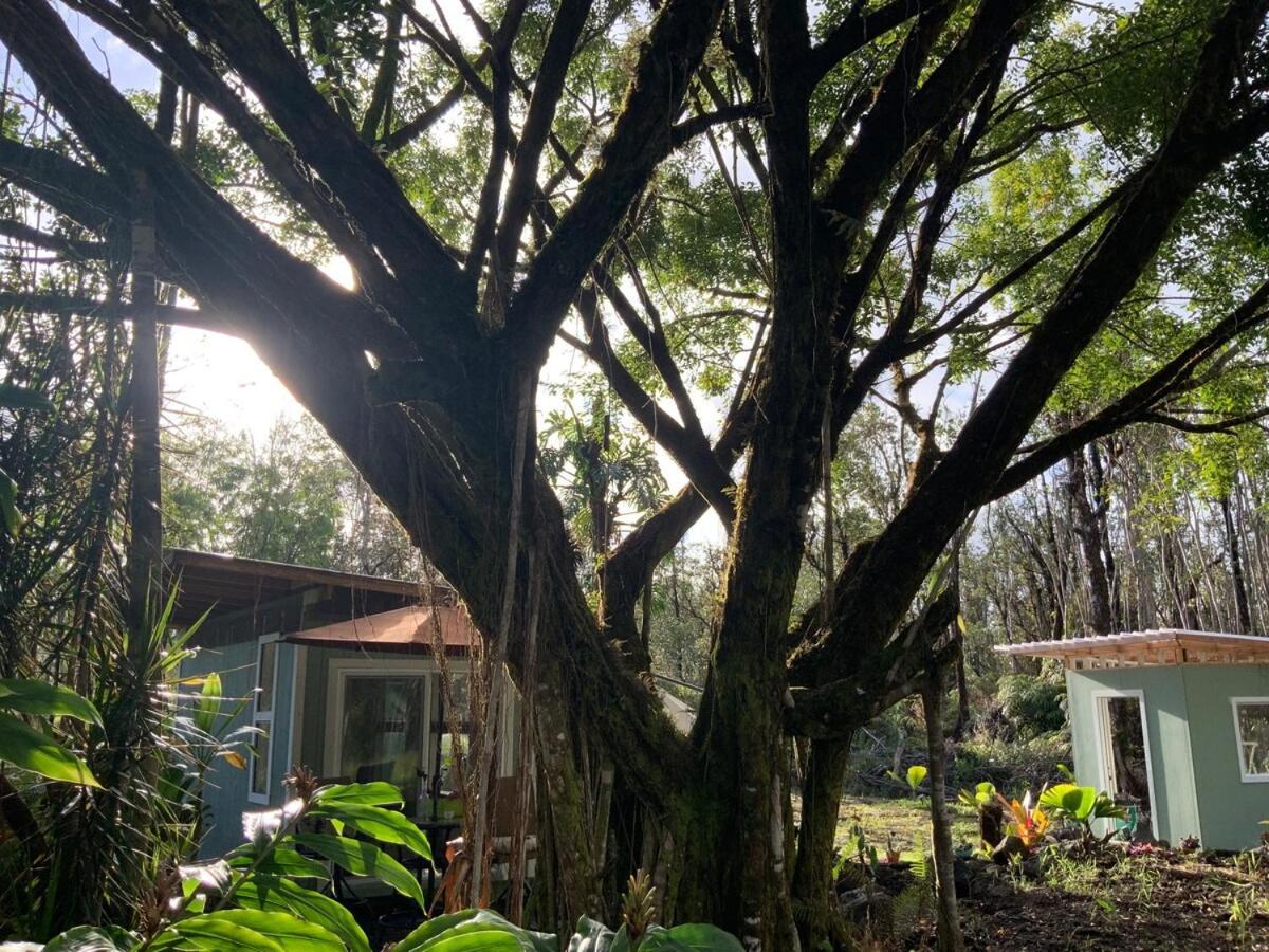Majestic Banya Tree *