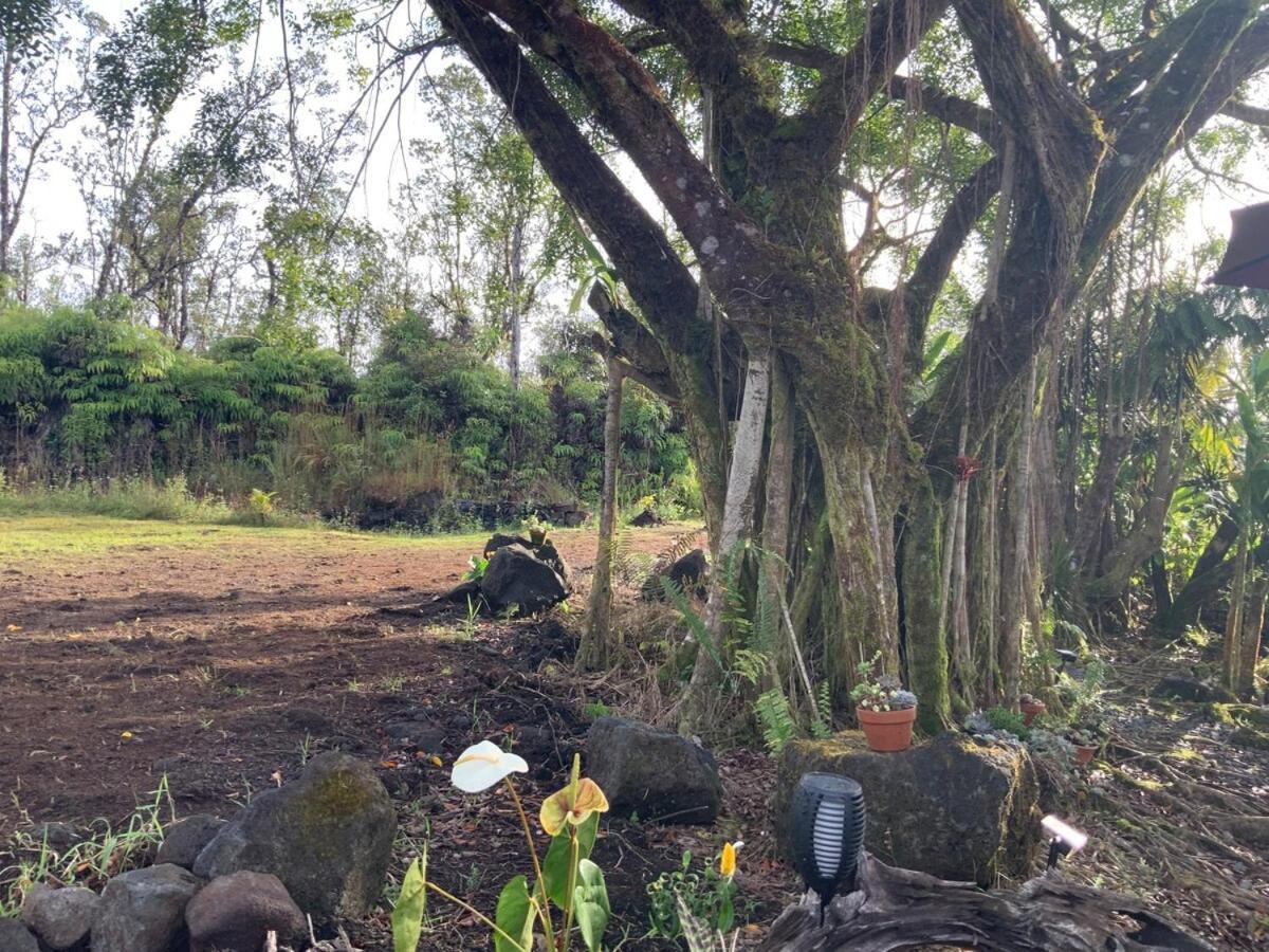Majestic Banya Tree