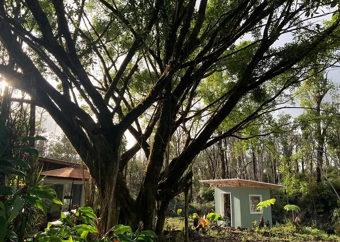 Majestic Banya Tree Cabin